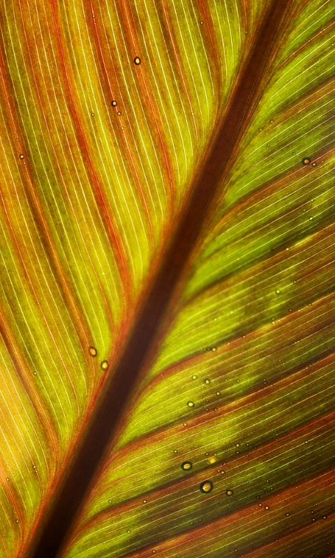 Tropic leaf