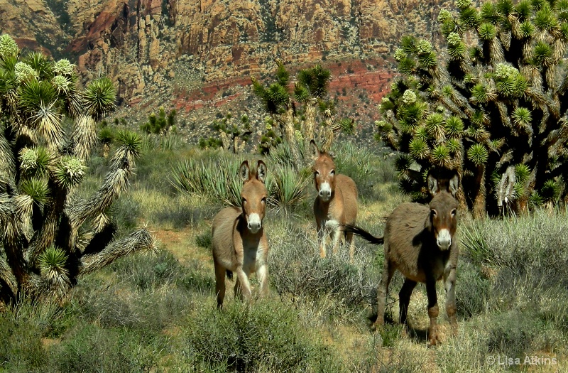 Wild Burros of the Mojave Desert     J-69-19