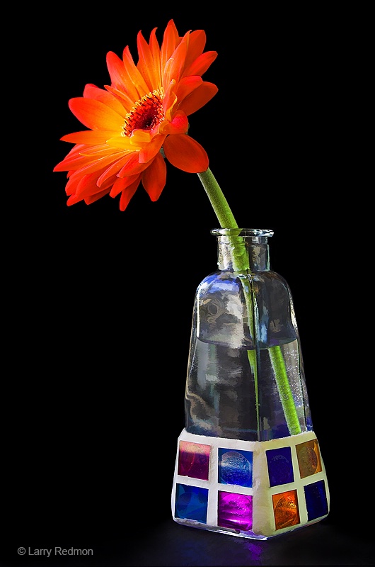 Gerbera Still Life