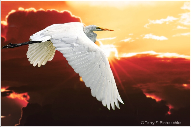 Sunset Flight - ID: 6732926 © Terry Piotraschke