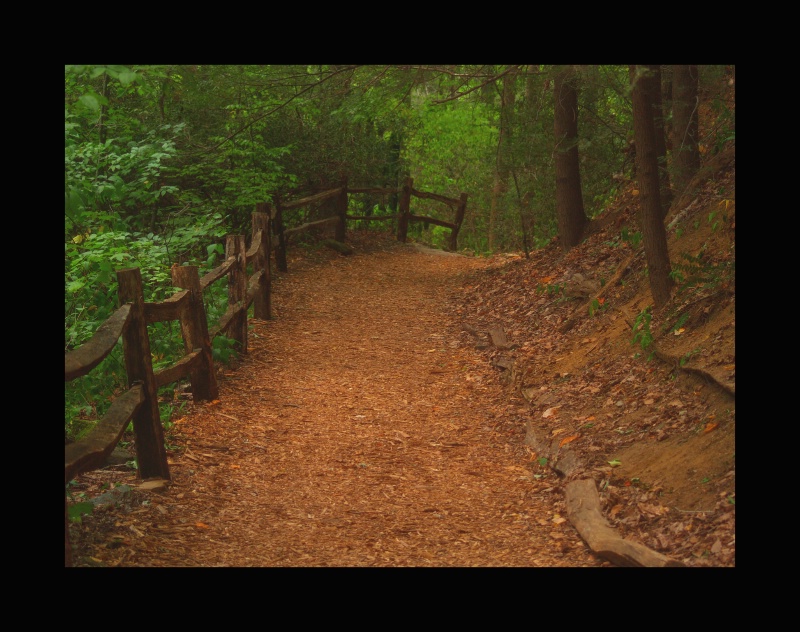 Path to Pearson's Falls II