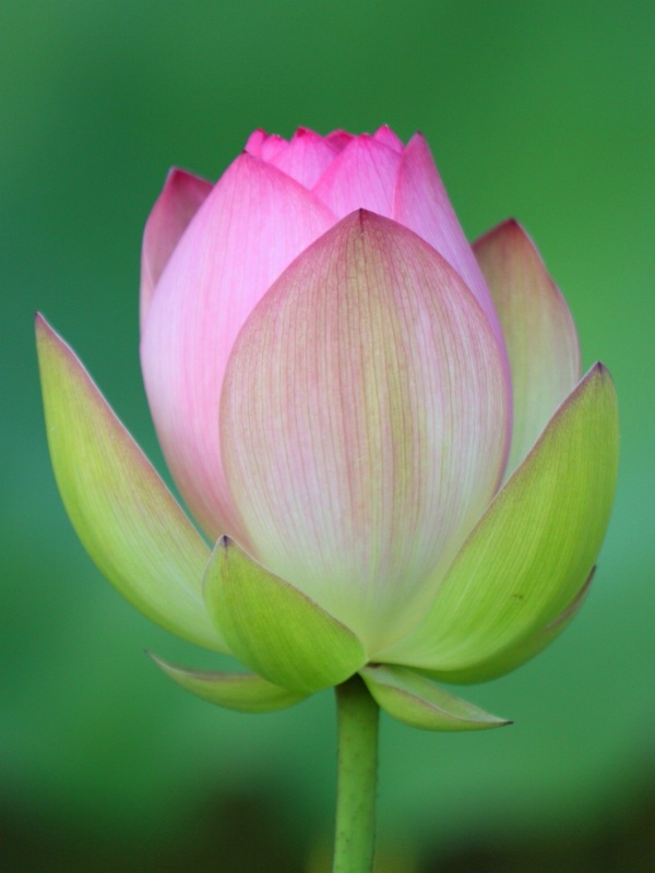 Lotus Bud in Shade