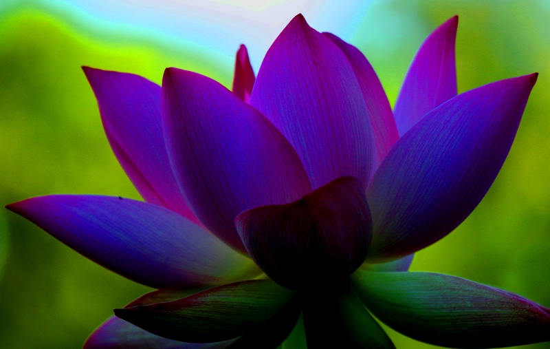Lotus Flower in Shade