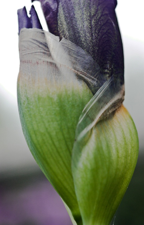 iris torso unfurling ( lateral view) 