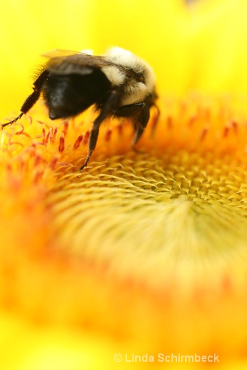 busy bee