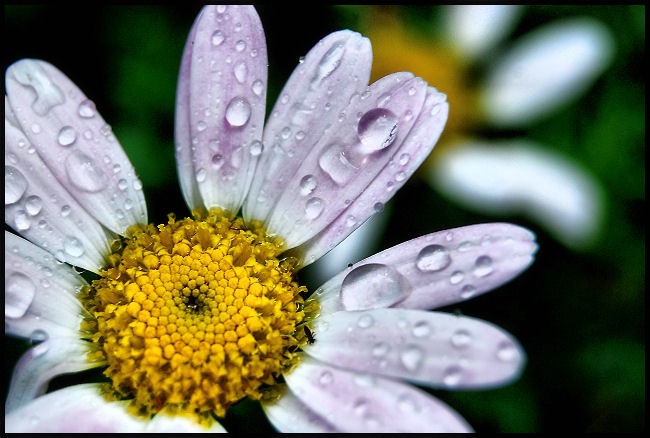 Daisy Dew...