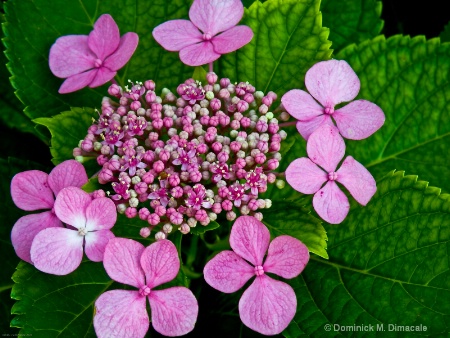 SPREADING BEAUTY HYDRANGEAS