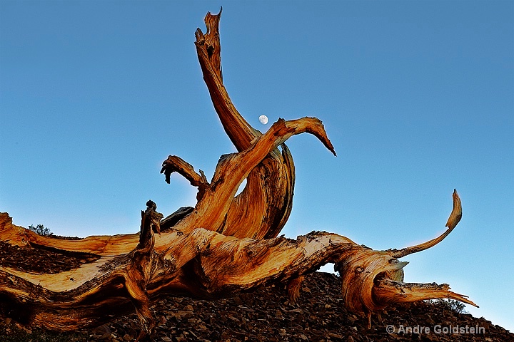 Bristlecone Pine branch and Moon