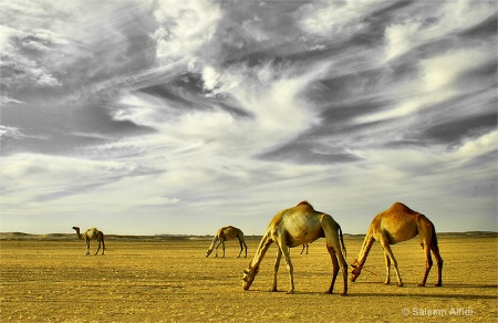 The land of camels 