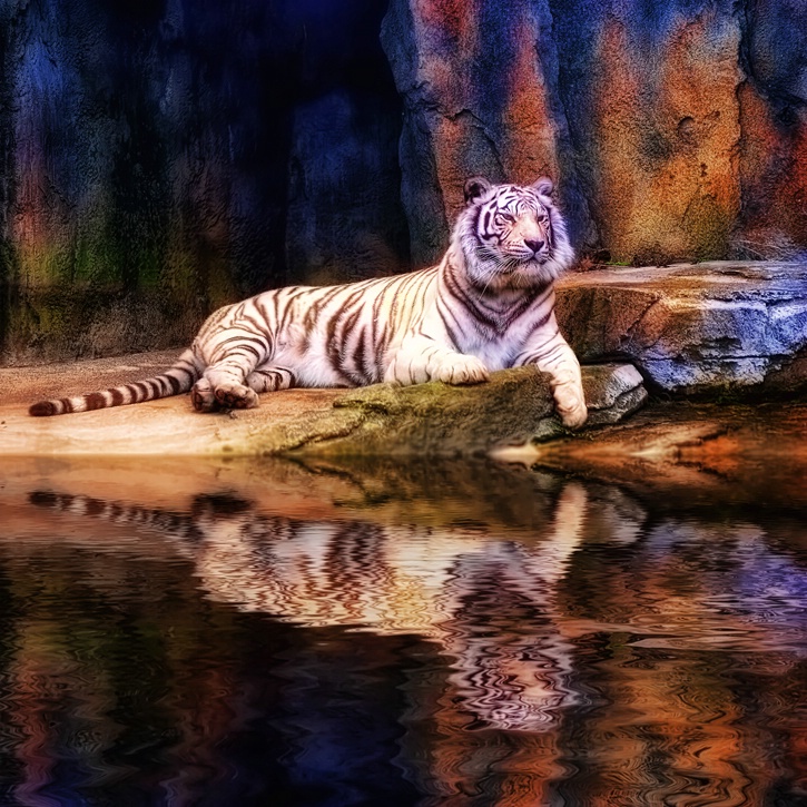 Tiger in Technicolor