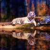 Tiger in Technico...