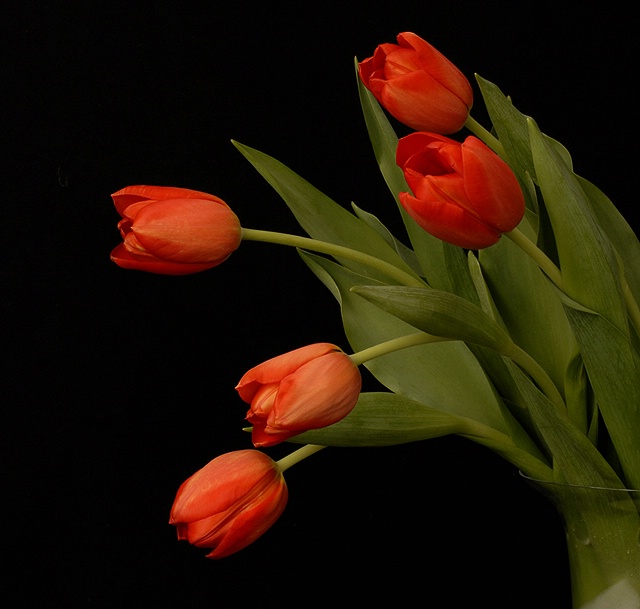 5 Red Tulips