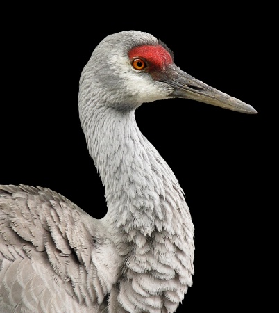 Sandhill Crane