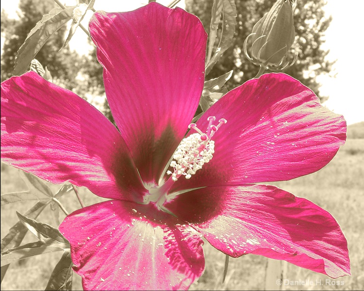 Hibiscus in full Bloom II