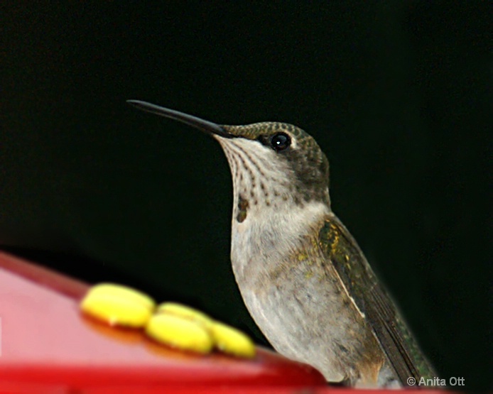 Profile View