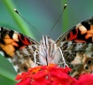 Painted Lady