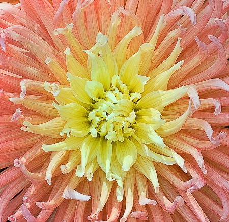 Dahlia  