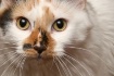 Calico Portrait