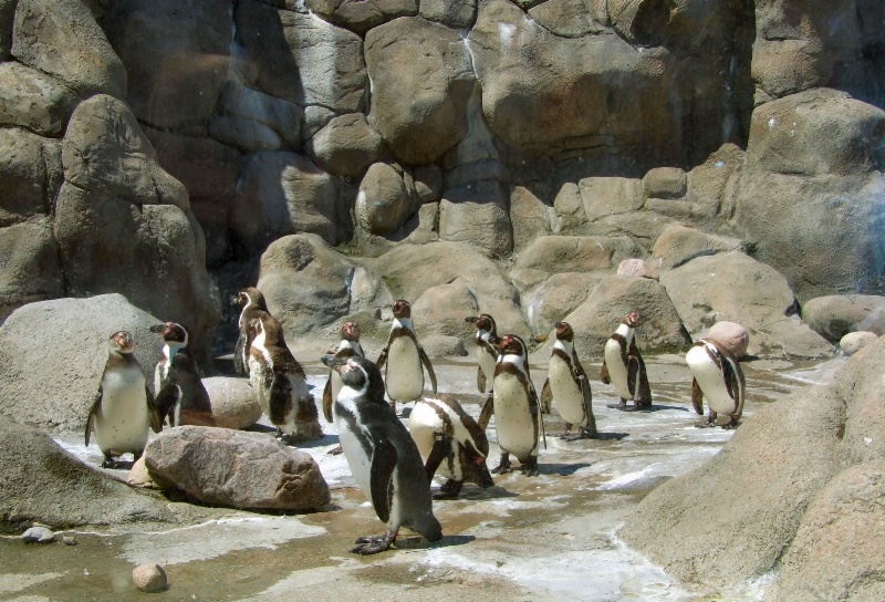 Humbolt Penquins