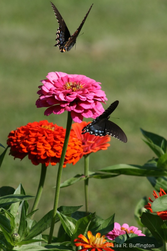 Two Butterflies - ID: 6750429 © Lisa R. Buffington