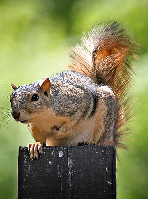 Curious Squirrel - ID: 6751016 © Leslie J. Morris