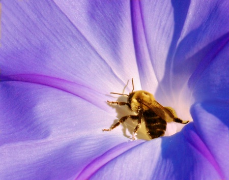 after - Morning Glory Bee