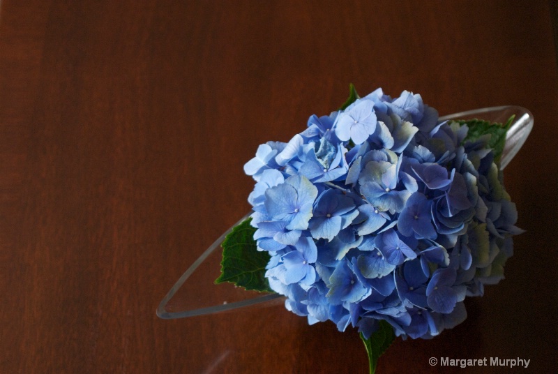 Hydrangea 3 - ID: 6760775 © Margaret M. Murphy