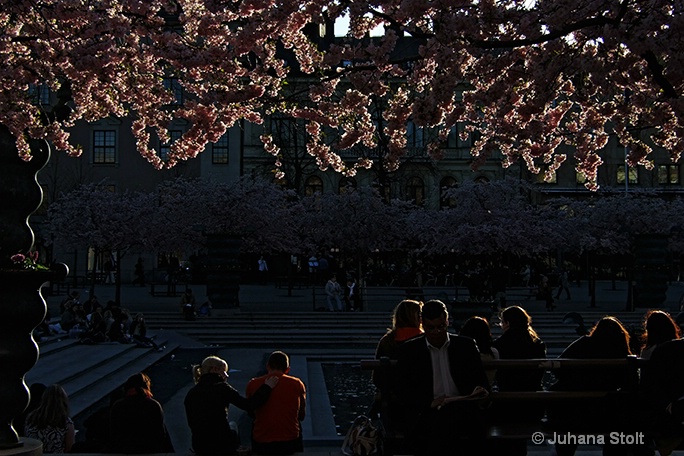 Cherry trees in bloom. Stockholm, Sweden. 
