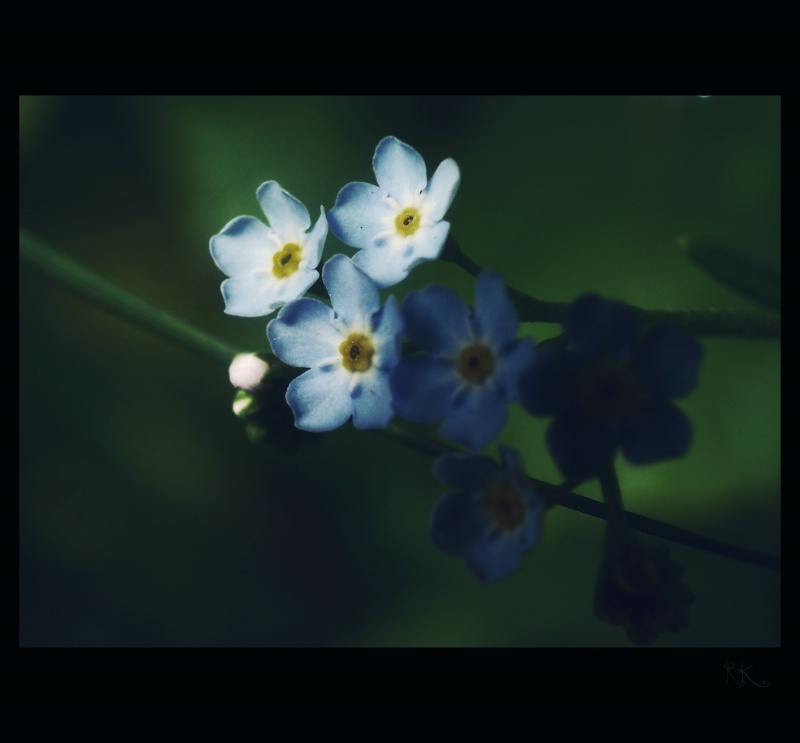 Forget-me-please