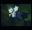 Forget-me-please