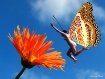 Fairy Landing