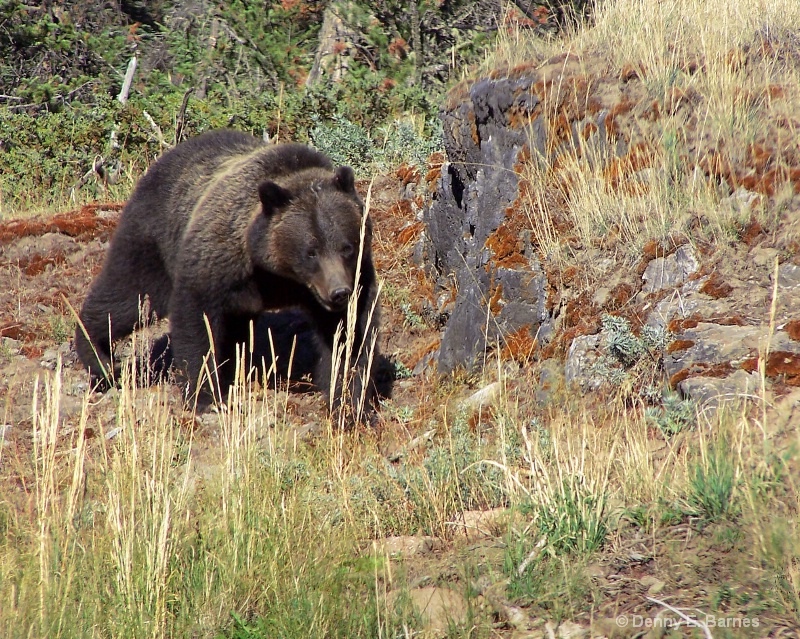 Yellowstone Brown Bear - ID: 6764808 © Denny E. Barnes