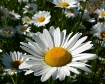 daisies