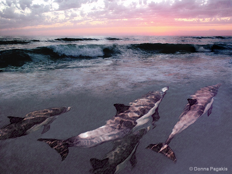 Life Under the Sea
