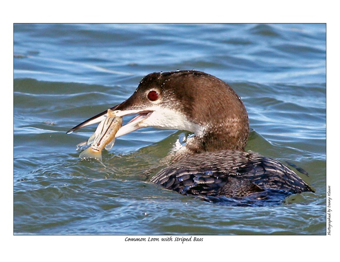 Common loon with Striped Bass 