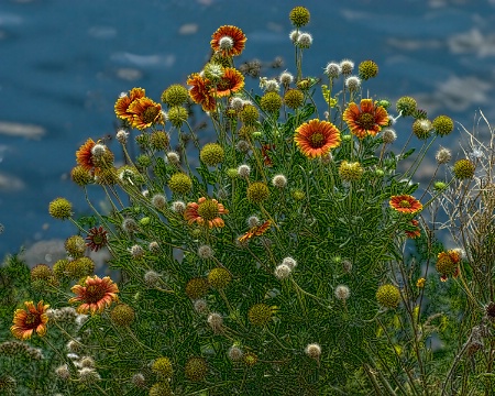 Riverside Blanket Flowers