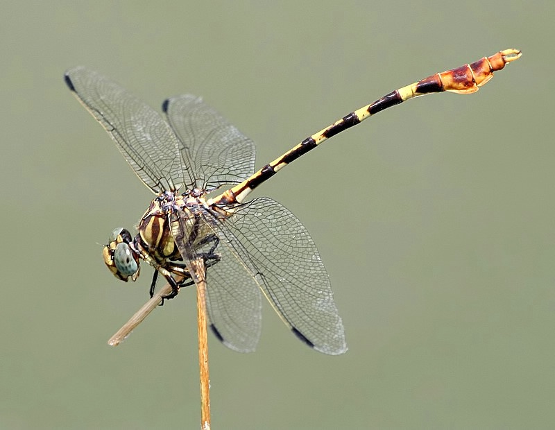 Four-striped Leaftail