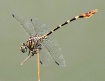 Four-striped Leaf...