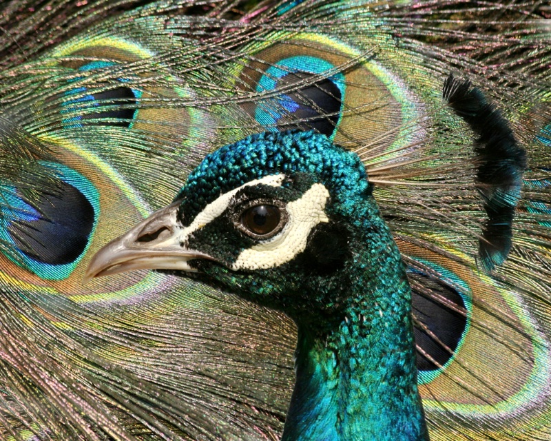 Peacock - ID: 6768371 © Claudia/Theo Bodmer