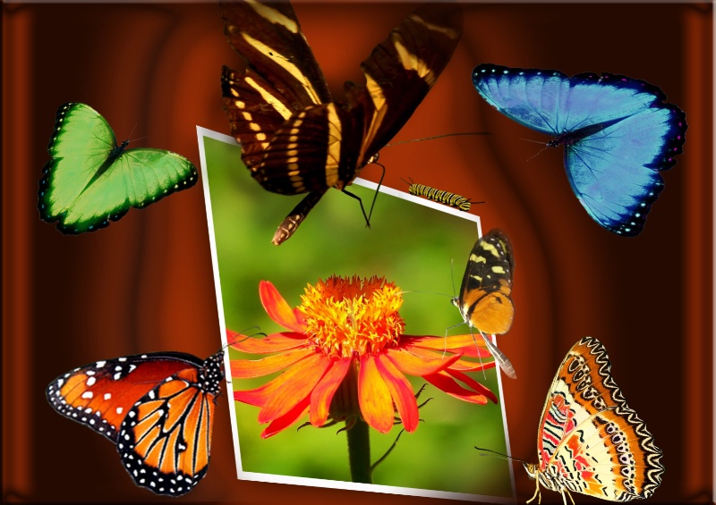 Butterfly Collage