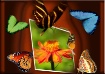 Butterfly Collage