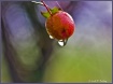 "Crabapples i...