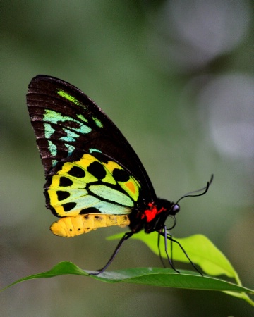 Karunda Rainforest Butterfly