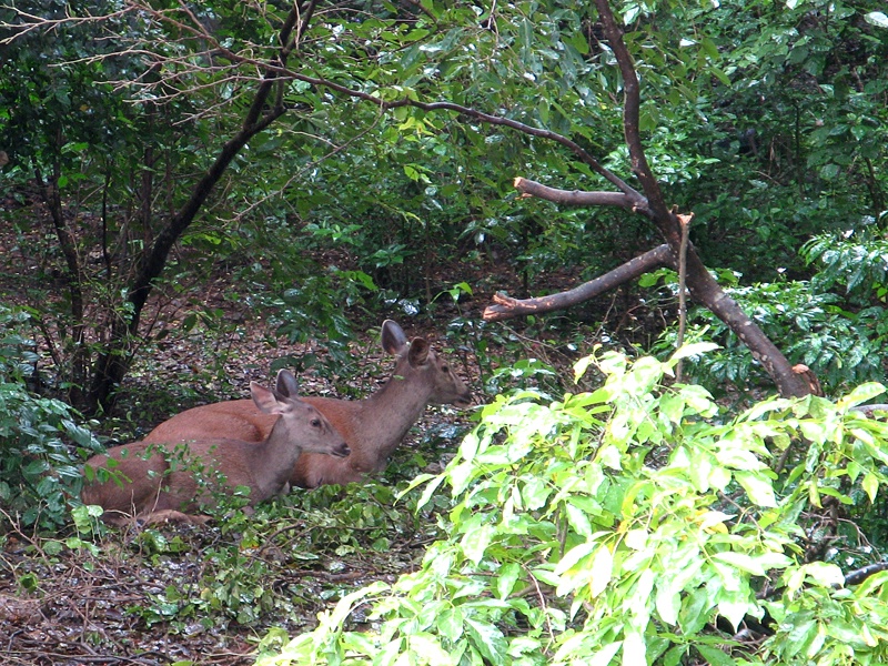 The Deers!