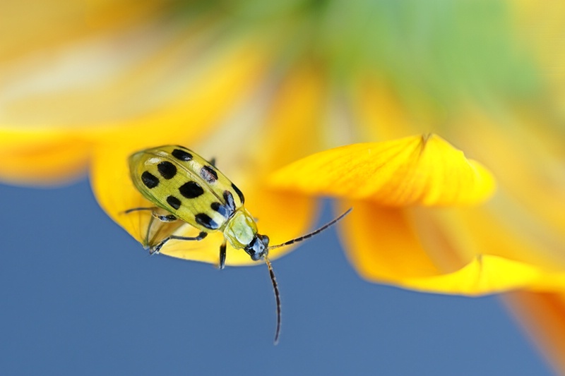 On the Edge - ID: 6770572 © Laurie Daily