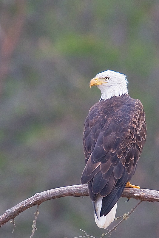 Eagle on a Stick