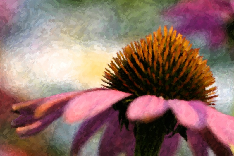 Twighlight Echinacea