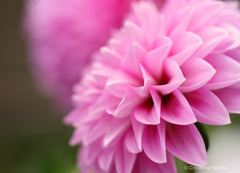 ~ Dahlia ~