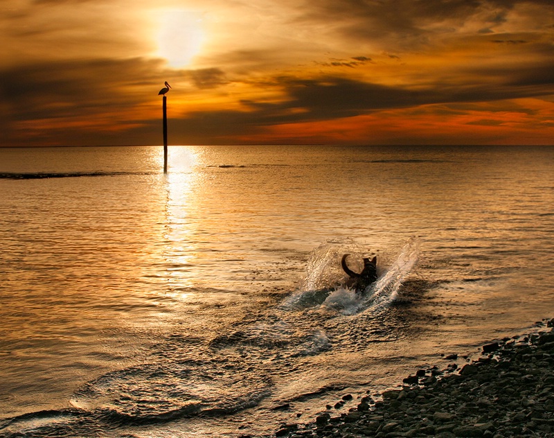 In the Swim