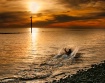 In the Swim